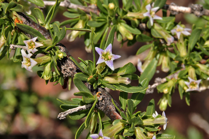 Desert Wolfberry blooms from February to April and throughout the year is there is sufficient rainfall. Lycium macrodon
